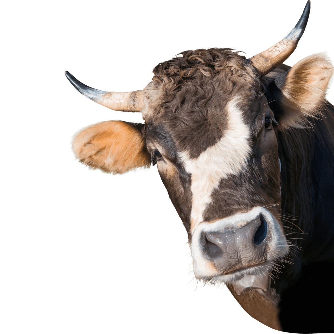 Kurbanlık inek görseli